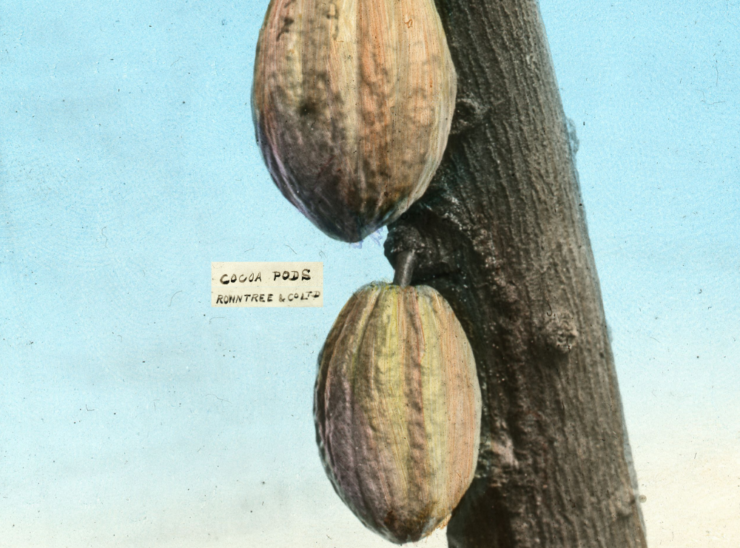 Lantern slide image. Two cocoa pods on a tree branch, with the caption 'Rowntree and Co. Ltd'.