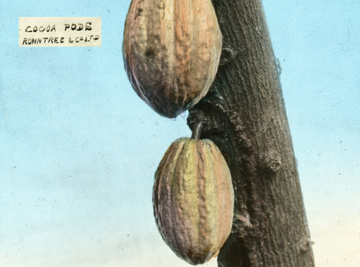 Lantern slide image. Two cocoa pods on a tree branch, with the caption 'Rowntree and Co. Ltd'.
