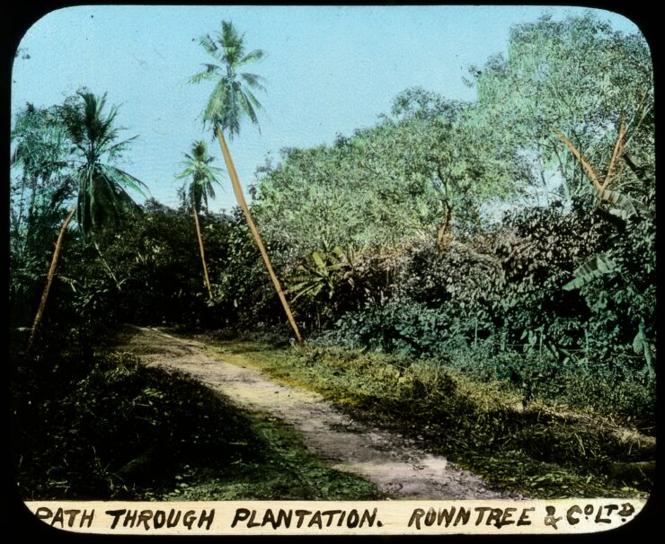 Coloured slide: a path through a plantation with trees and leafy vegetation on either side.