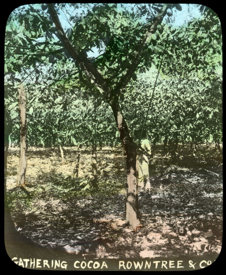 Coloured slide of a man gathering cocoa pods from a tree